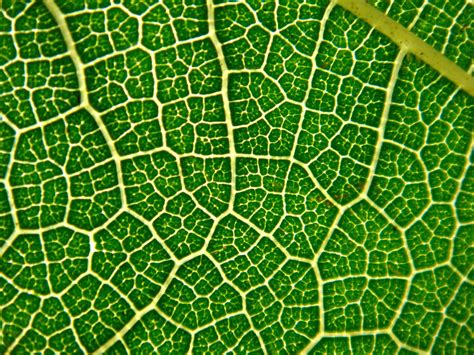 reticulate .